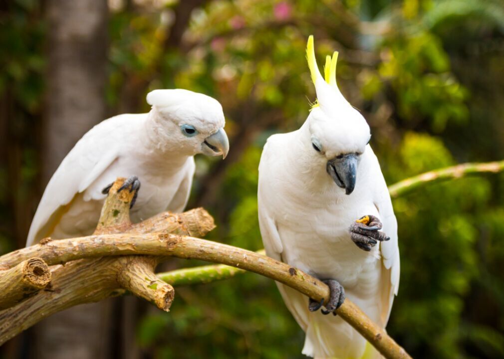 Cockatoos